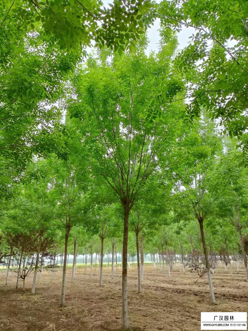 白蜡树苗选购与栽培全解析：从济宁苗木基地的实践看绿化工程用苗标准