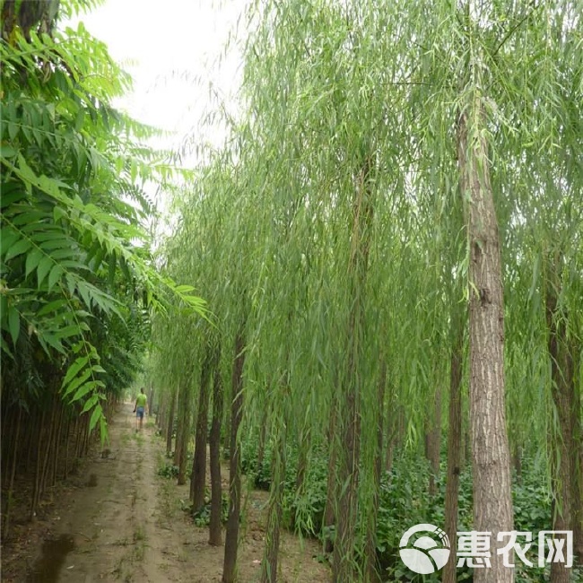 垂柳价格